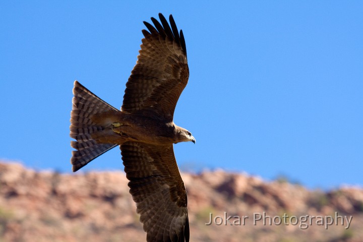 Larapinta_20080616_792 copy.jpg - Black Kite  (Milvus migrans) , Alice Springs Desert Park